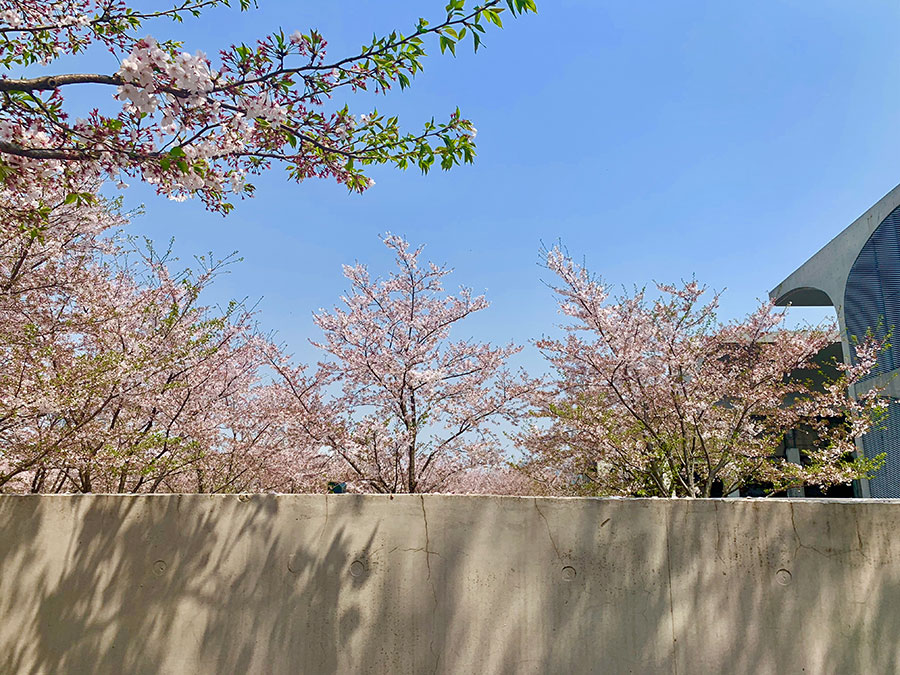 「LONG MUSEUM 西海岸」の桜
